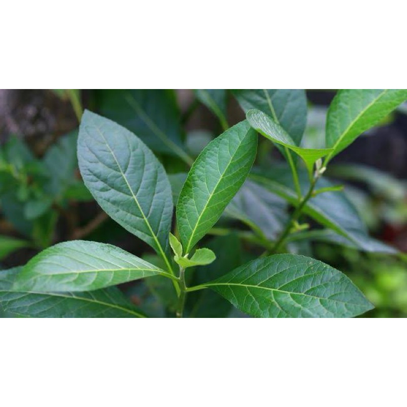 

DAUN AFRIKA SEGAR || OBAT HERBAL ALAMI