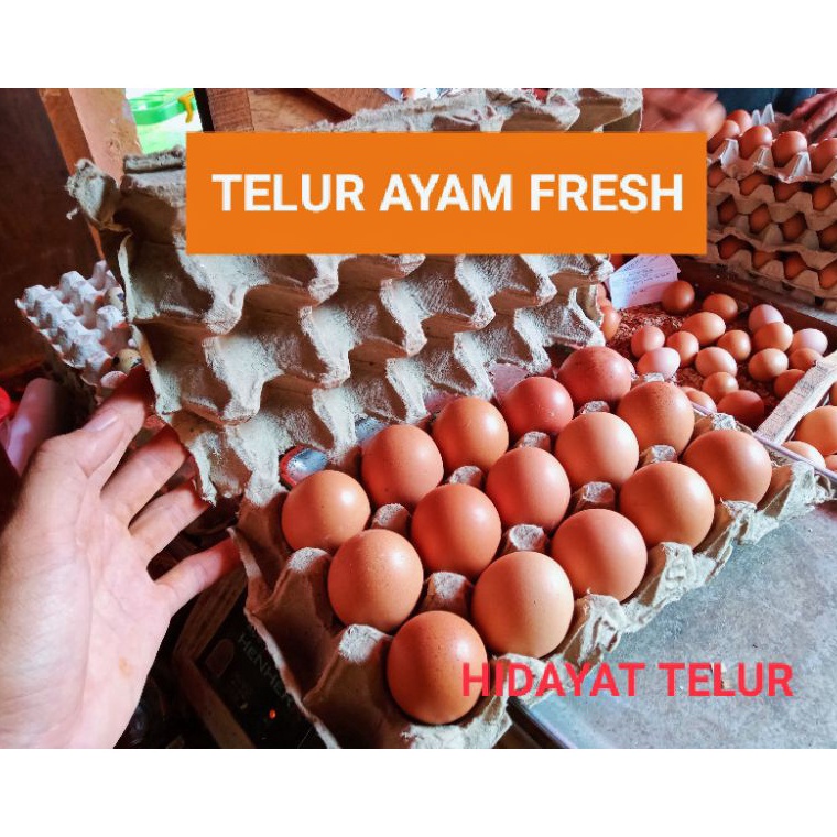 

XPRESS TELUR AYAM NEGERI PER 15 BUTIR