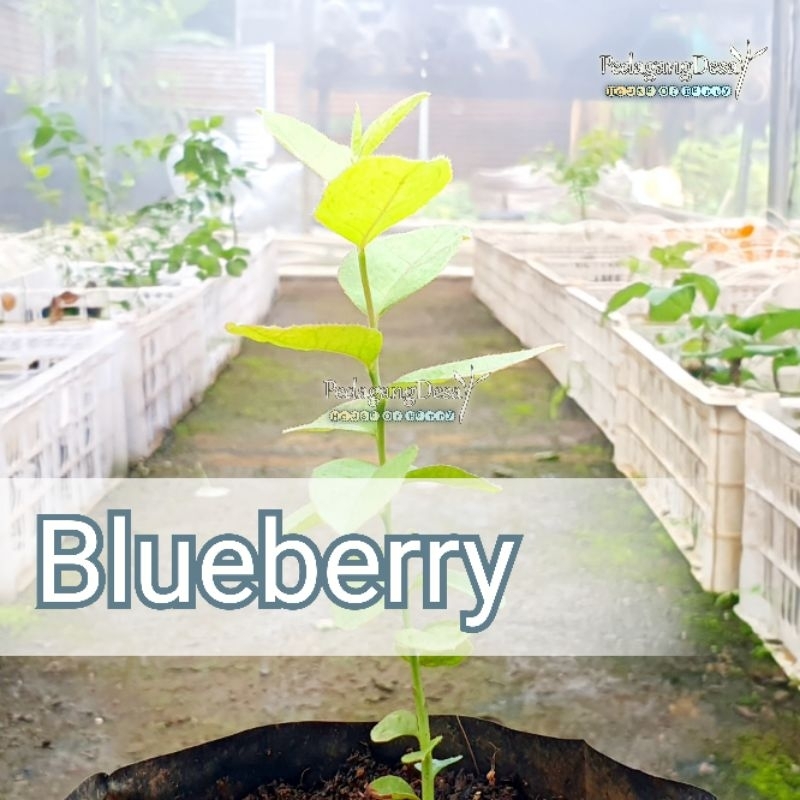 Bibit Blueberry USA Import Original | Dataran Rendah / Tinggi | Bibit Blue berry Import | PedagangDe