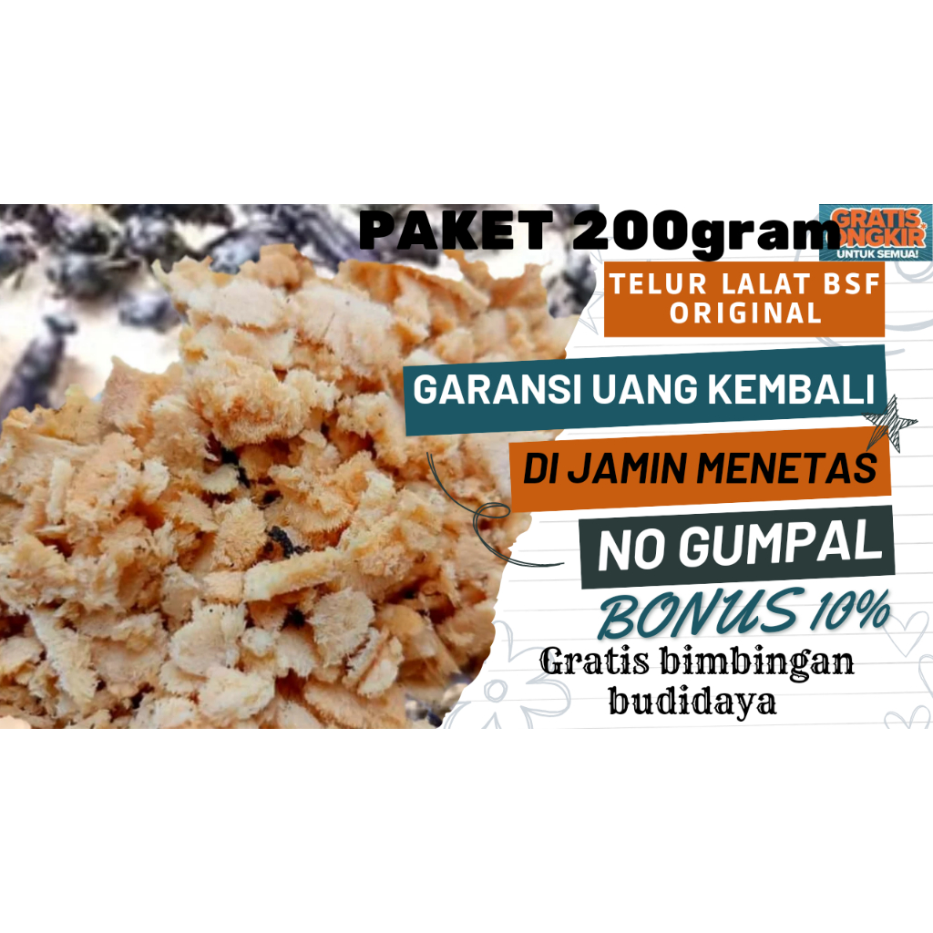 telur bsf fresh paket 200gram telur lalat bsf berkwalitas telur maggot bsf termurah