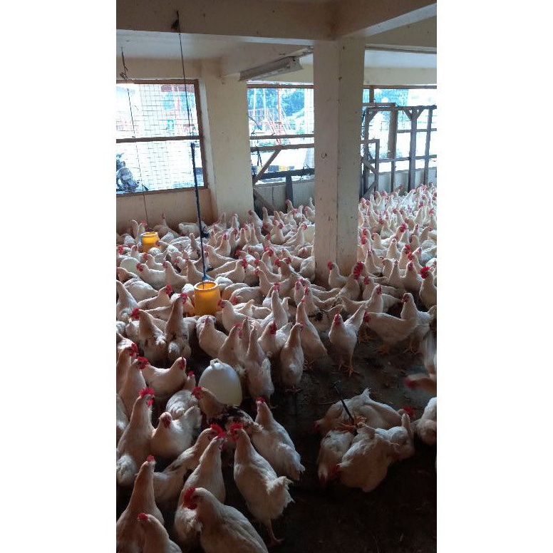 

XPRESS Ayam Pejantan Fresh