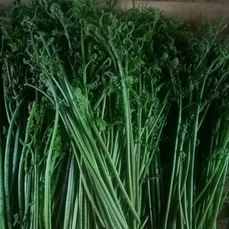 

pakis sayur siap olah per ikat 250g