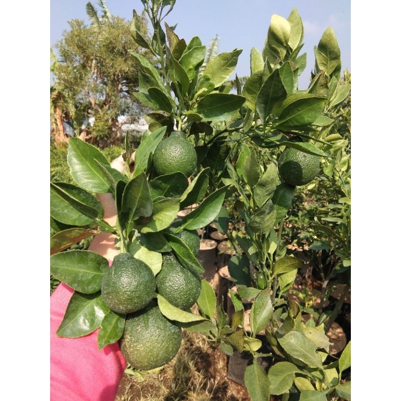

dekopon full buah