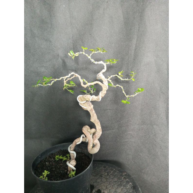 bonsai mame jeruk kingkit