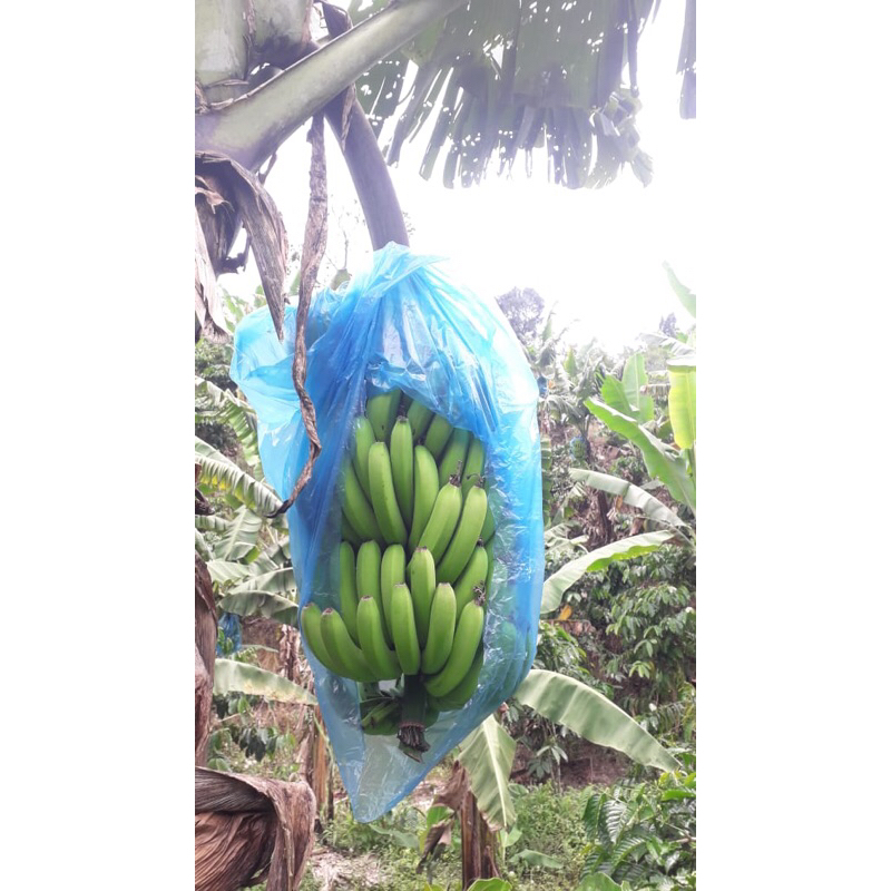 pisang cavendish 1 kg