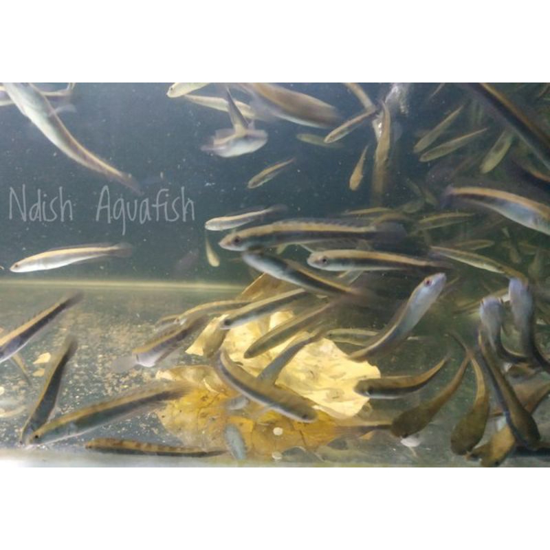 Paket 5 ekor maru yellow sentarum/ maru ys SORTIRAN