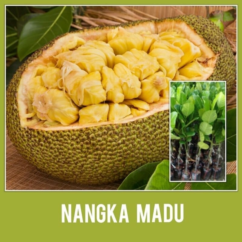Bibit nangka Madu Jumbo super manis