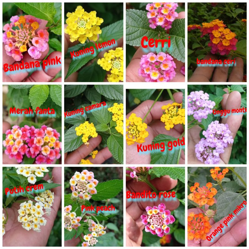 ENTRES LANTANA IMPOR 15 TANGKAI