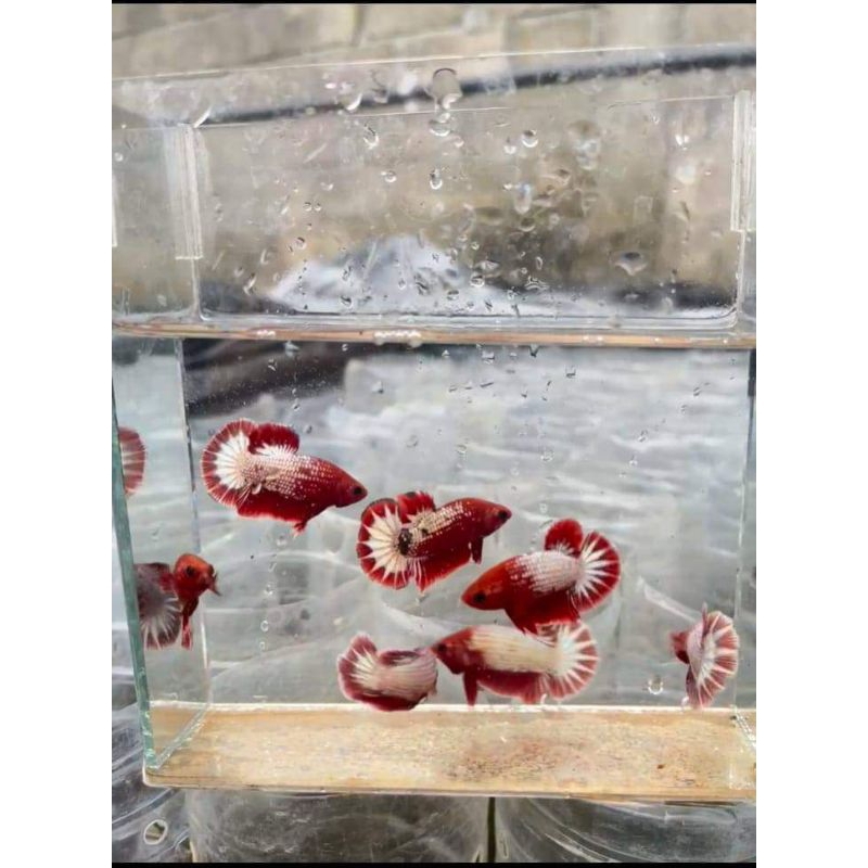 Plakat FCCP Startail