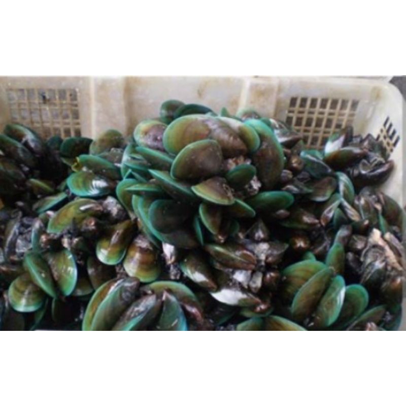 

KERANG IJO FRESH 1KG / 2KG