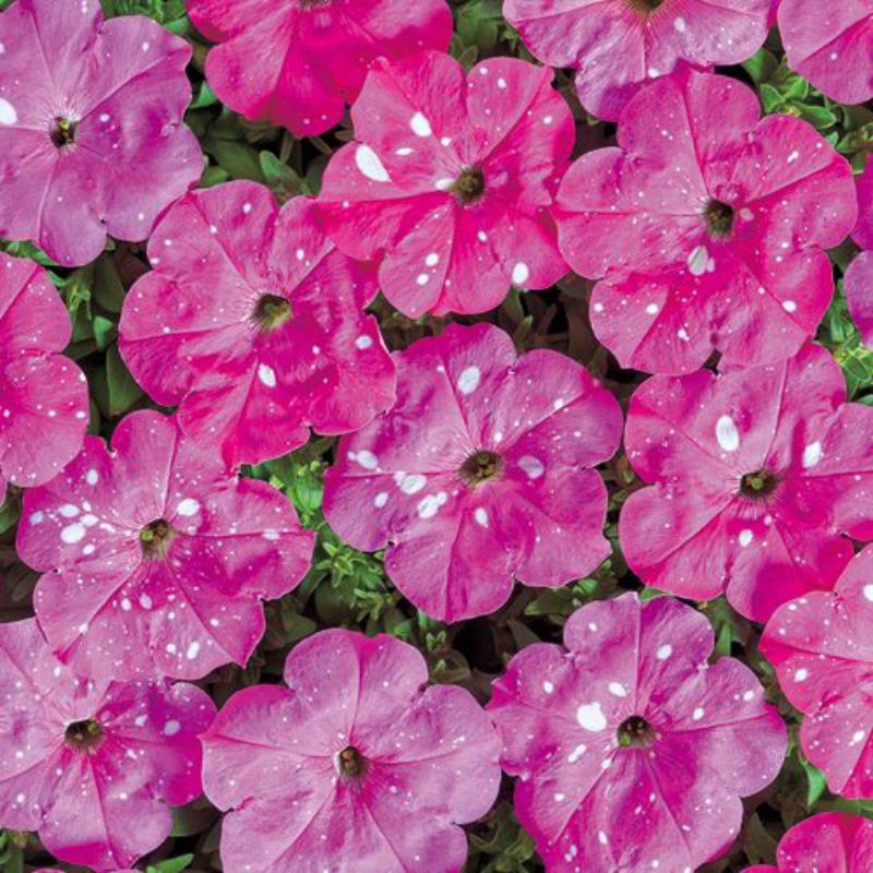 Petunia Dot Star Pink F1