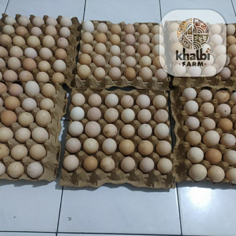 Telur Ayam KUB Telur Tetas Telur Fertil Ayam Kampung KUB PPG KUB 2