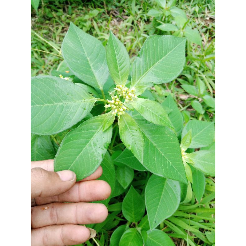 

Daun patik mas / daun Kate segar 500 gram