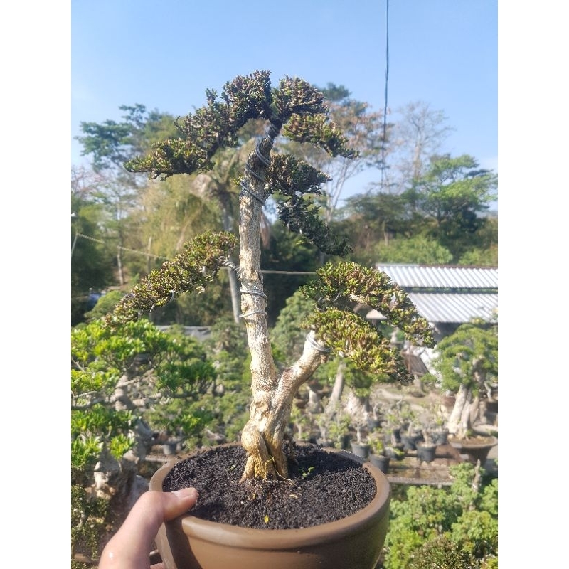 Bonsai seribu bintang mikro