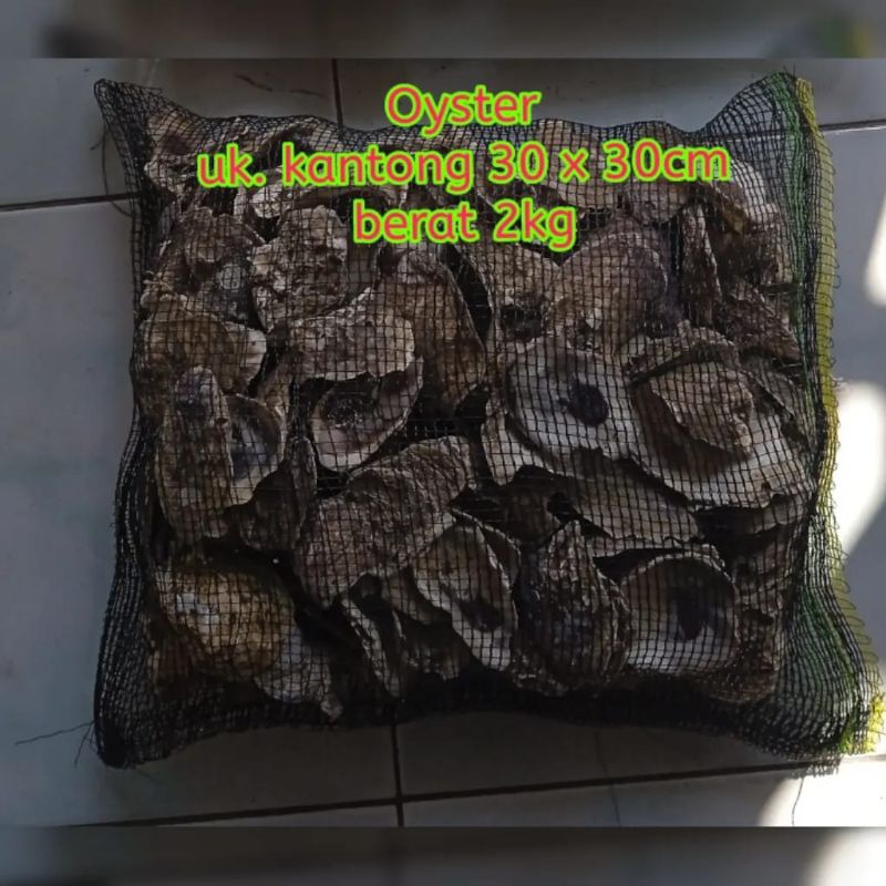 oyster/kulit kerang