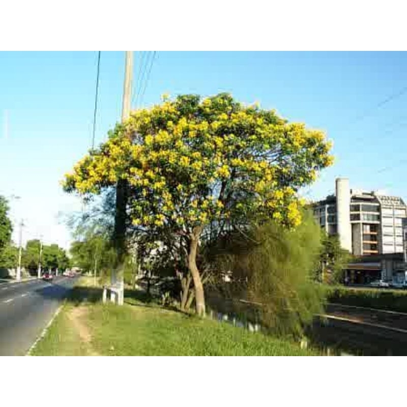 BIBIT TANAMAN ANGSANA