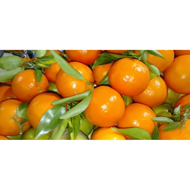 

Buah Jeruk Santang