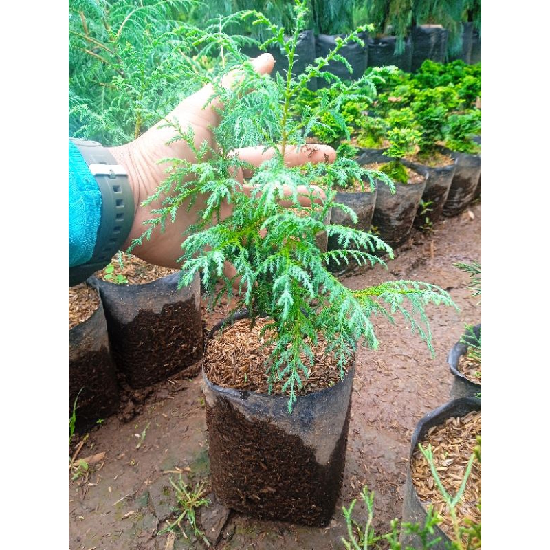 cemara salju bibit pohon cemara salju / cemara hantu