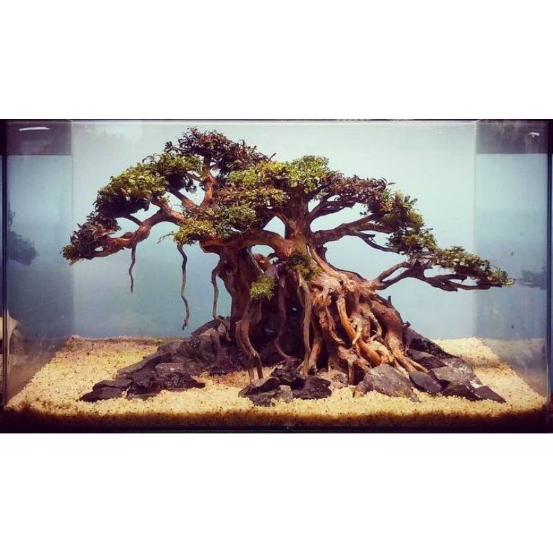 BONSAI AQUARIUM AQUASCAPE HIASAN AQUARIUM AQUASCAPE BONSAI MURAH  TWIN AQUARIUM AQUASCAPE