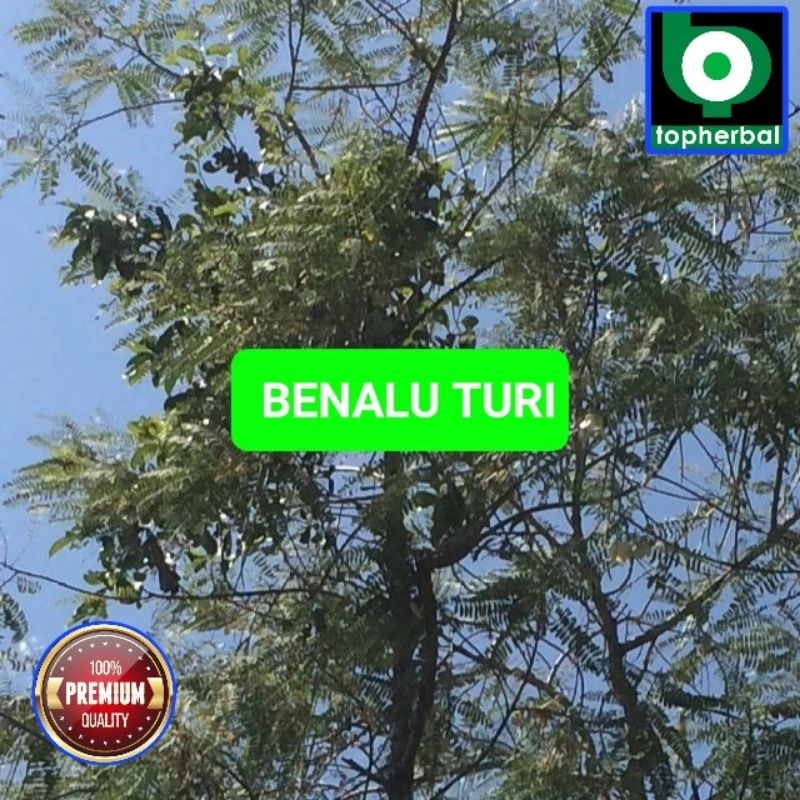 

Benalu Turi Fresh/Segar Baru Petik 1000 Gram