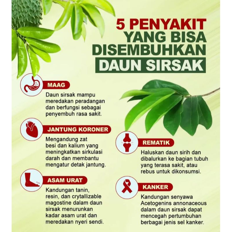 

DAUN SIRSAK SEGAR