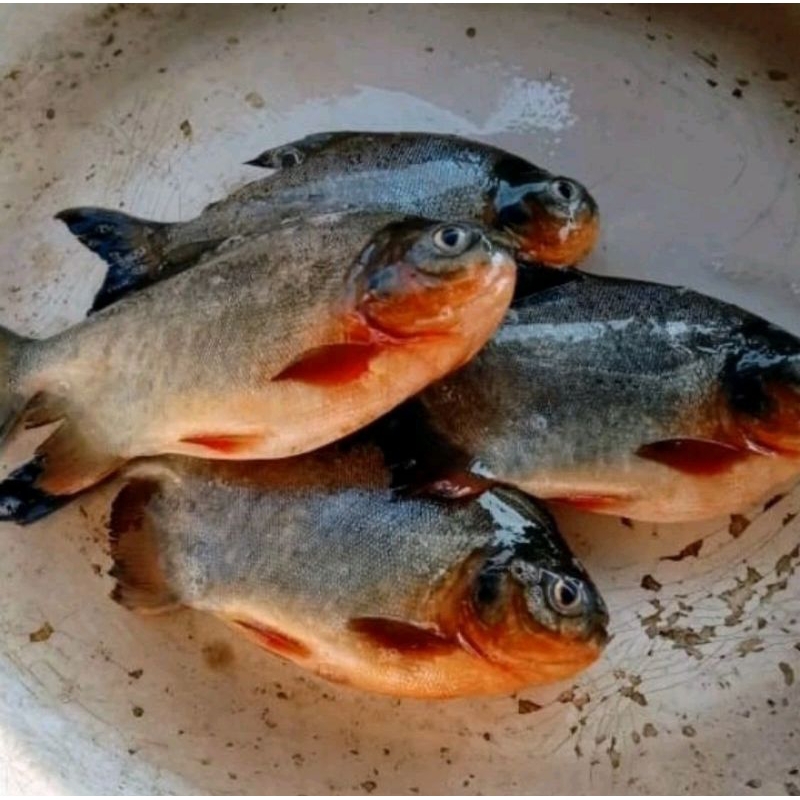 

INSTAN IKAN BAWAL FRESH