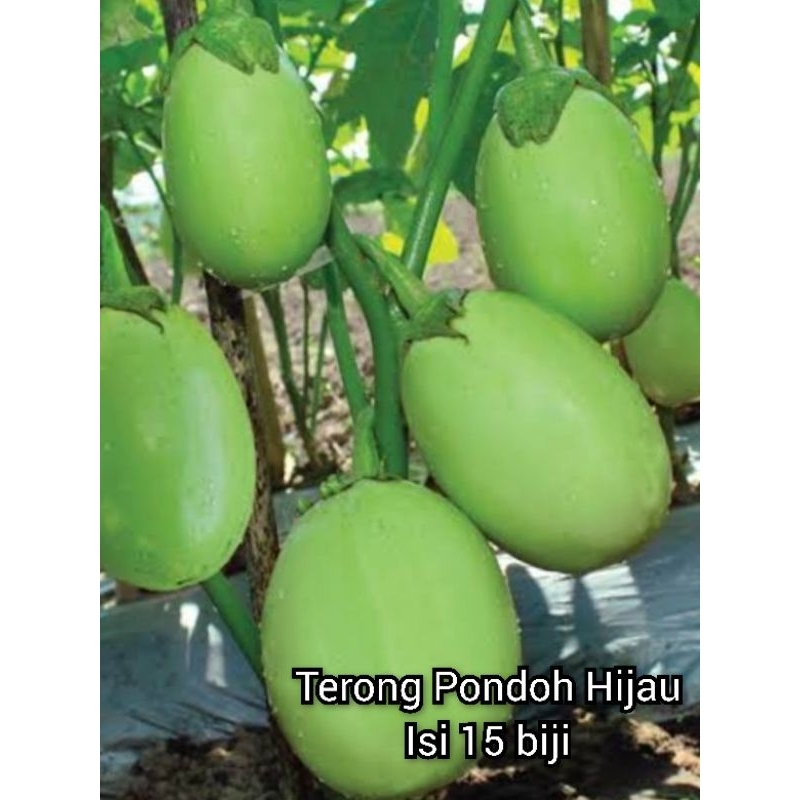Terong Pondoh Hijau Biji