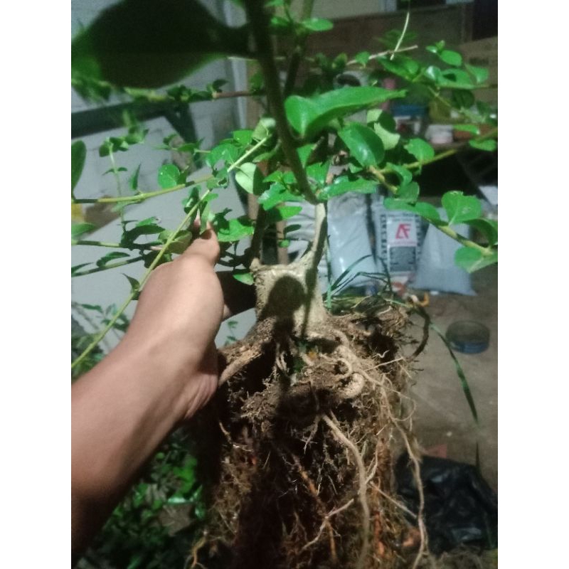 BONSAI ANCANG BOGEL PROGRAM AKAR