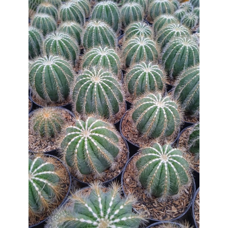 Kaktus Noto kaktus owndrut