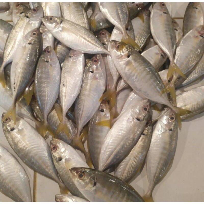 

ikan selar