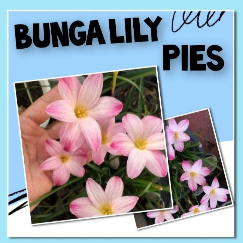 Bibit Bunga Lily Pies Umbi Bunga Lily Hujan
