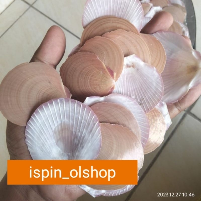 cangkang kerang scallop / kerang simping coklat