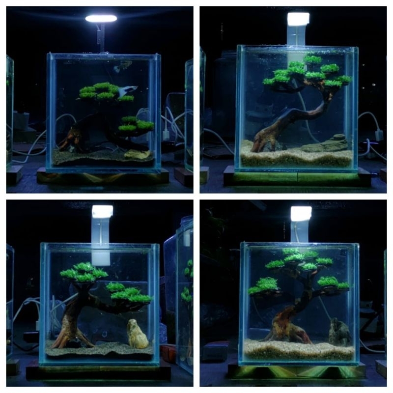 Mini Aquascape