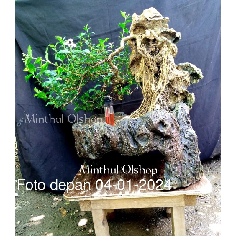 Bonsai sakura mikro gaya casecade (on the rock)sesuai foto siap pajang