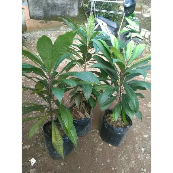BIBIT TANAMAN BERKUALITAS BIBIT BUAH MAMEY SAPOTE