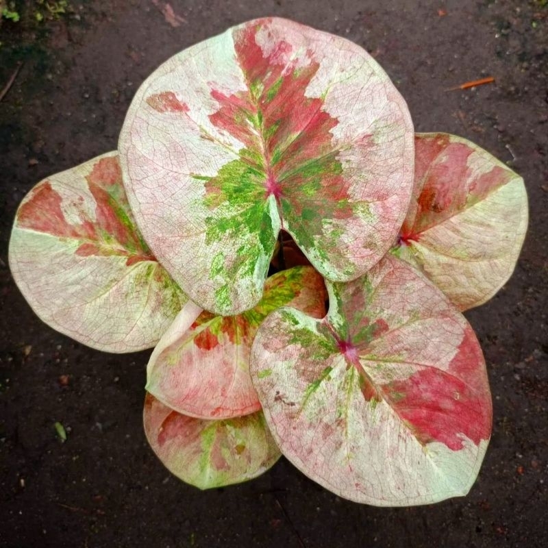 Caladium Chousua 1-3 Daun Tanaman Keladi Hias Murah Impor Thailand Import BUKAN bonggol bibit / TANA