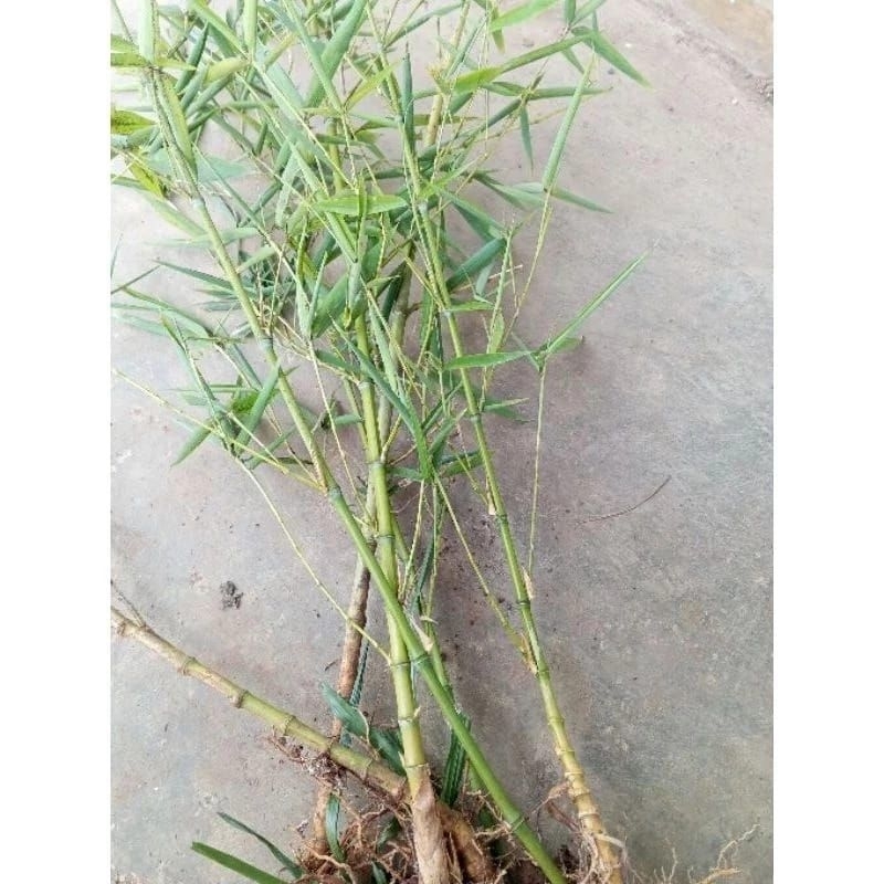 Bibit bambu jepang langka unik 2 pcs