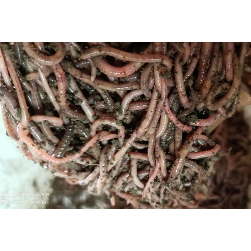 CACING kalung  kolet UMPAN GACOR PATIN BAWAL LELE