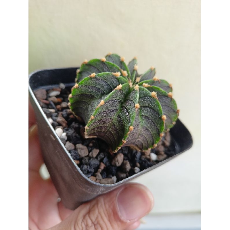 Kaktus Gymnocalycium Lb 2178 / Lb ORI