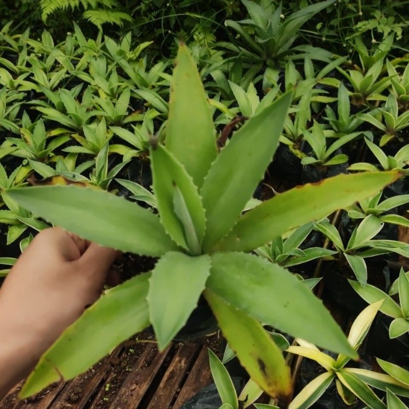 Tanaman Hias Agave Hijau Jumbo