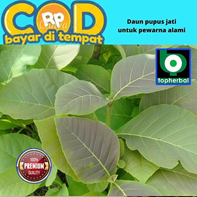 

Daun Pupus Jati Segar/Fresh Organik 500 Gram