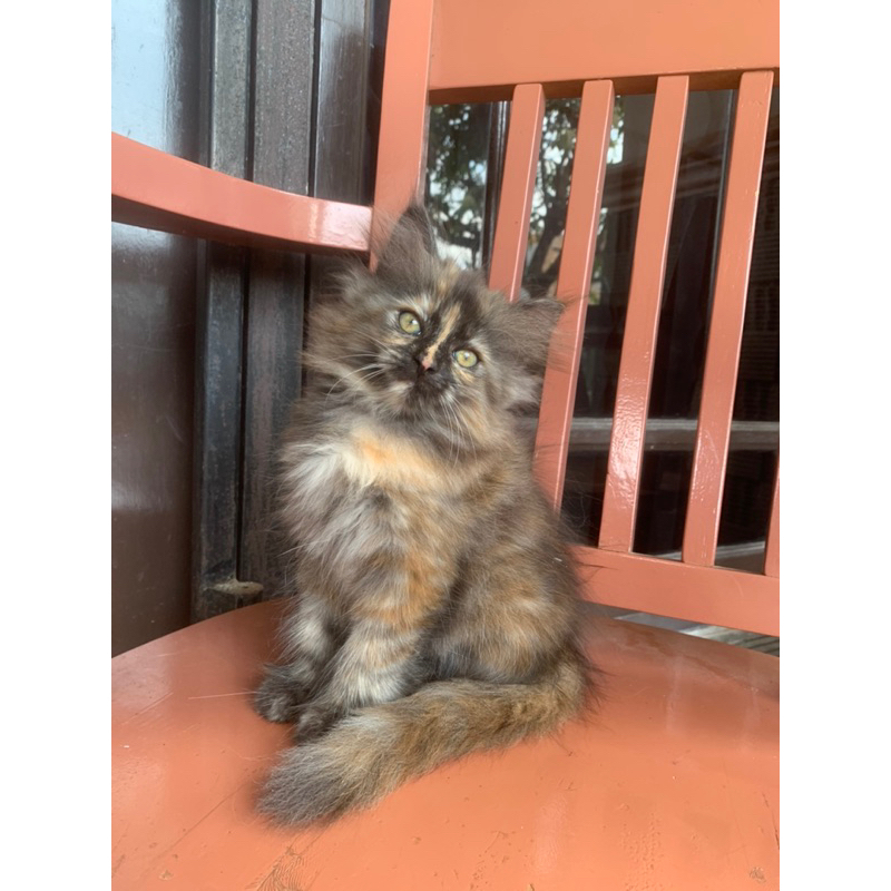 kucing calico mix mainecoon gemoy parah
