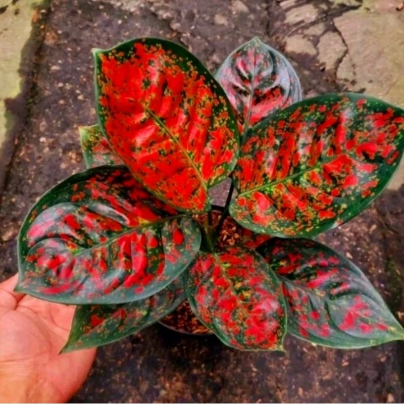 Aglonema Red Spider Super Mutasi Tanaman Hias Bunga Aglaonema Murah Merah BUKAN bonggol bibit - tana