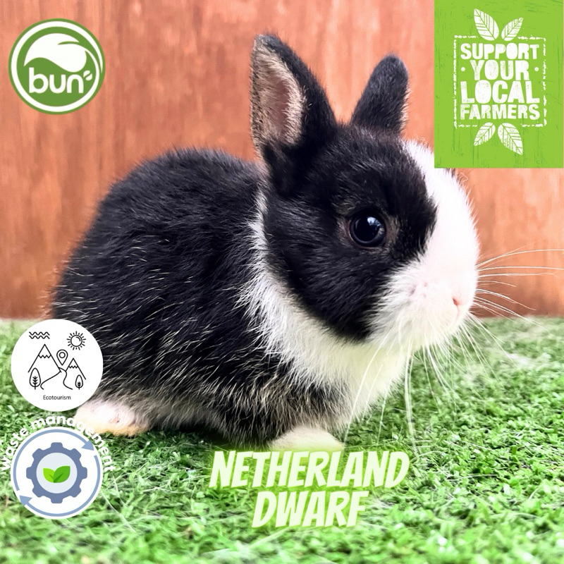 Kelinci netherland dwarf hitam putih seperti dutch ND mini anakan