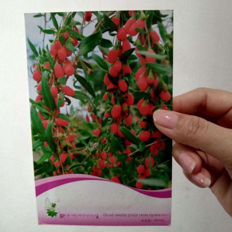 BENIH GOJI BERRY MERAH ASLI KEMASAN PABRIK