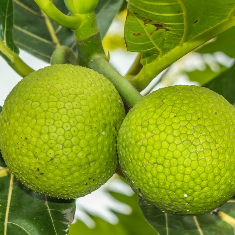 

Buah sukun perbiji langsung dari pohon nya