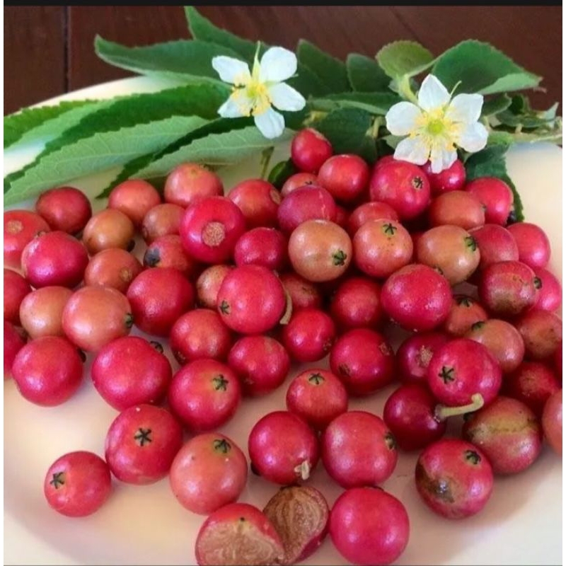 

buah kersen talok cherry herbal