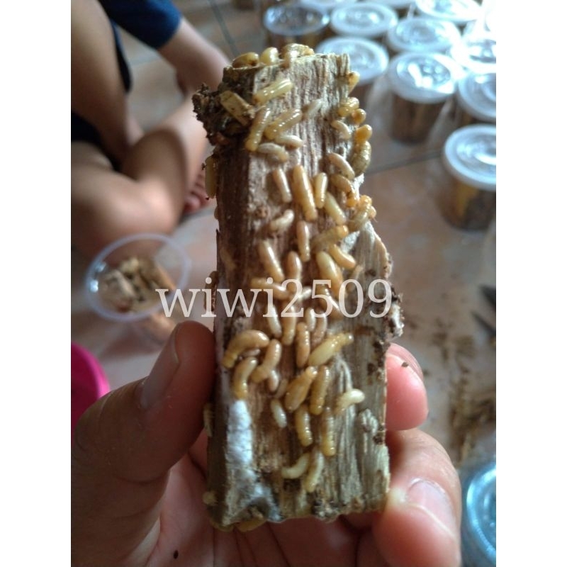 rangas / rayap / poa