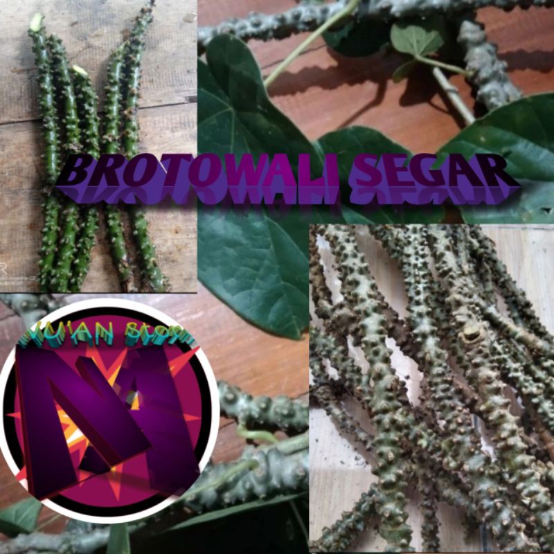 

BROTOWALI SEGAR kemasan 1kg