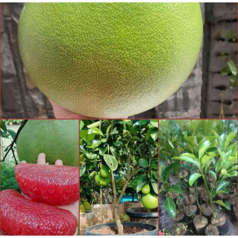 bibit jeruk bali okulasi